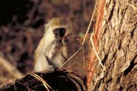 samburu monkey 1
