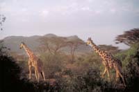 samburu giraffe 2