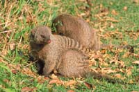 Mongoose