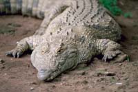 zoo at mt meru lodge