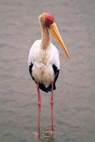 stork at mt meru lodge