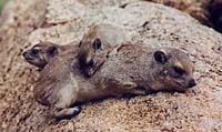 Hyrax famiy