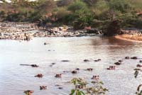hippo pool 1