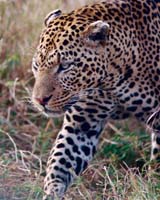Male leopard