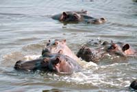 hippo pool 2