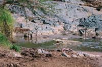 hippo pool 4