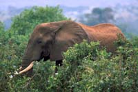 tarangire elephant 2