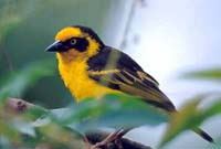 Weaver bird