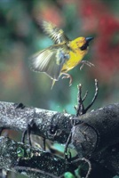 Weaver bird