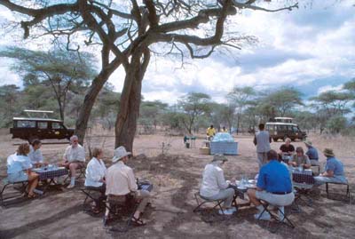 Picnic Lunch in the Bush