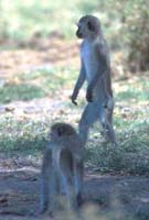 Vervet monkeys
