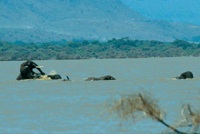 Elephants mating