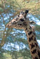 Giraffe at Lake Manyara