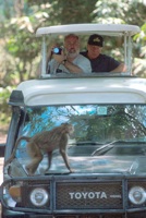 Baboon