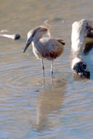Hamerkop