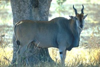 eland