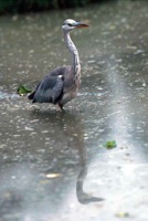 Heron
