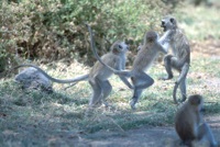 Vervet monkeys