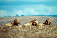 Lion pride