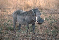 Warthog