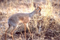 Dikdik