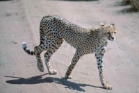 Cheetah