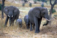 Elephant baby