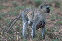 Vervet monkey