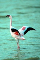 Flamingo