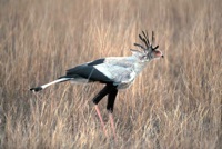 HartebeestSecretary bird