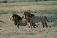 Lion cubs