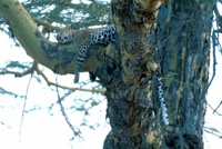 Leopard