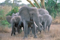 Elephant herd