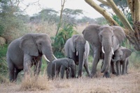 Elephant herd
