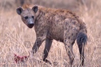 Hyena