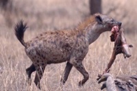 Hyena