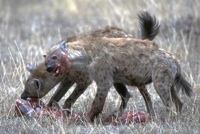 Hyenas
