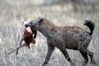 Hyena