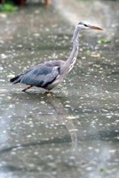 Black Headed Heron