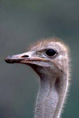 Ostrich