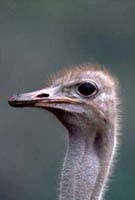 Ostrich at Mt. Meru
