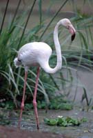 Greater Flamingo