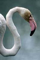 Flamingo Close-up