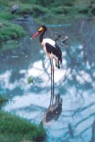 Saddle-billed Stork