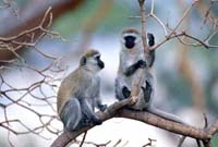 Vervet monkeys