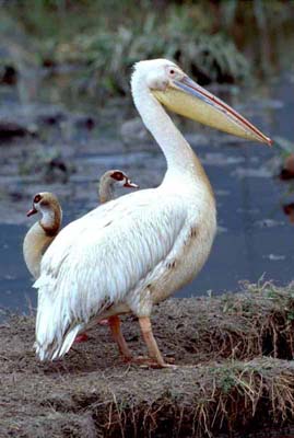 Pelican