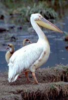 White Pelican
