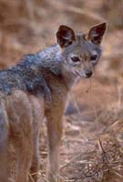 Silver Backed Jackal