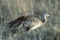 Black-bellied bustard