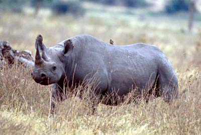 Rhinoceros